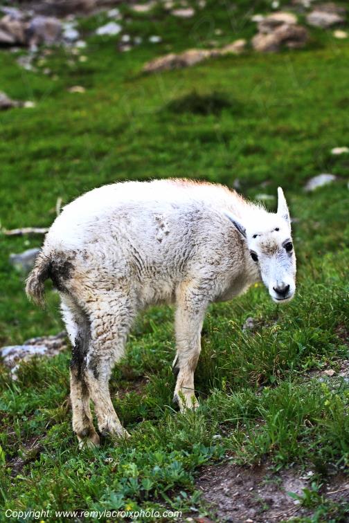 Mountain Goat Glacier National Park Montana USA www.remylacroixphoto.com