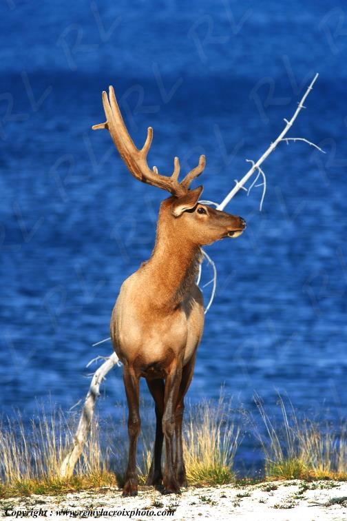 Wapiti Yellowstone Lake Yellowstone National Park Wyoming USA www.remylacroixphoto.com