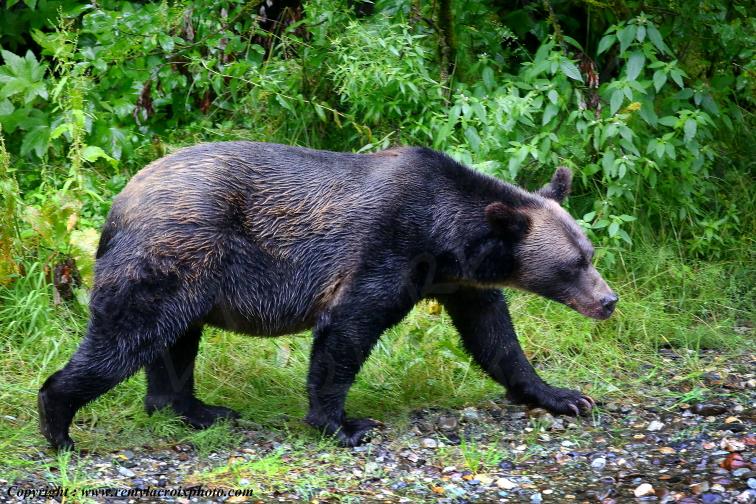 Grizzly Bear Ours Brun Fish Creek Alaska USA www.remylacroixphoto.com