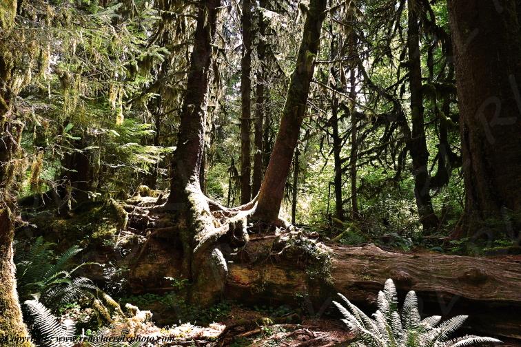 Hoh Rain Forest Olympic National Park Washington USA www.remylacroixphoto.com
