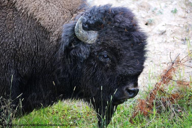 American Buffalo Bison Hayden Valley Yellowstone National Park Wyoming USA www.remylacroixphoto.com