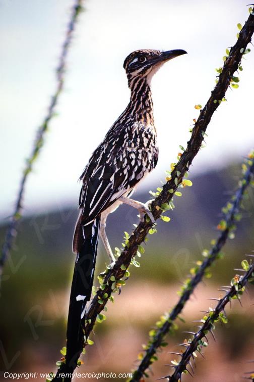 Roadrunner Big Bend National Park Texas USA www.remylacroixphoto.com