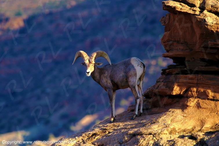 Bighorn Sheep Mouflon d'Am�rique Arches National Park Utah USA
