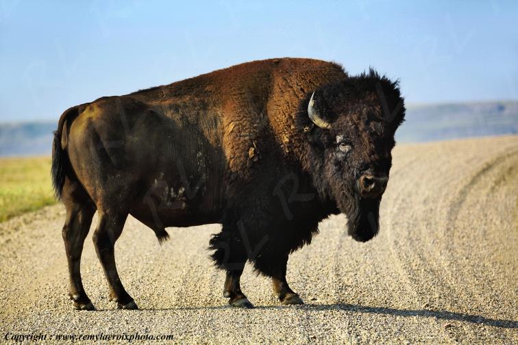 Bison Buffalo Grasslands National Park West Great Plains Grandes Plaines Saskatchewan Canada www.remylacroixphoto.com