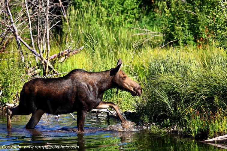 Elan femelle Moose Orignal Grand Teton National Park Wyoming www.remylacroixphoto.com