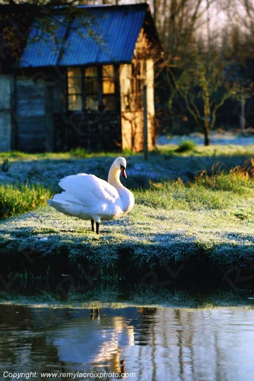 Marais de Bourges Cygne Plates Chalands Cher Berry Centre Val de Loire France www.remylacroixphoto.com
