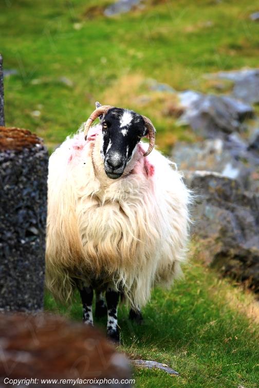 Healy Pass mouton Kerry Irlande Ireland www.remylacroixphoto.com