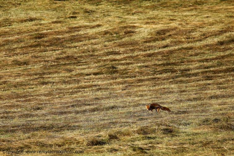 Renard roux Tranzault Val de Bouzanne Indre Berry Centre Val de Loire France www.remylacroixphoto.com