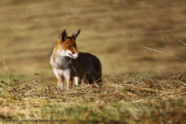 Renard roux Tranzault Val de Bouzanne Indre Berry Centre Val de Loire France www.remylacroixphoto.com