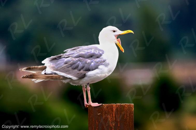 Go�land Astoria Oregon USA www.remylacroixphoto.com