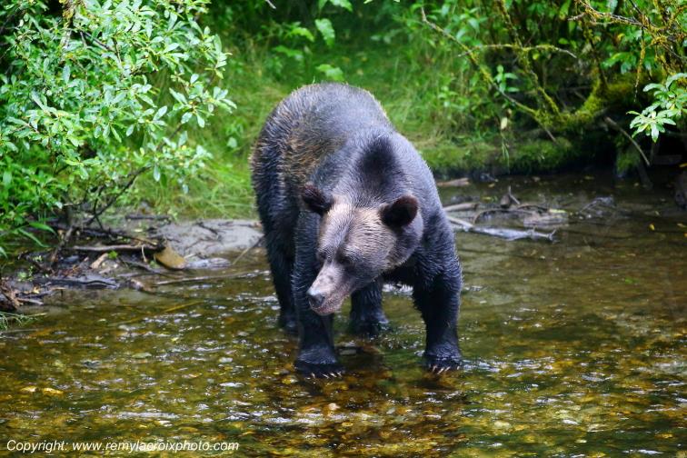 Grizzly Bear Ours Brun Fish Creek Alaska USA www.remylacroixphoto.com