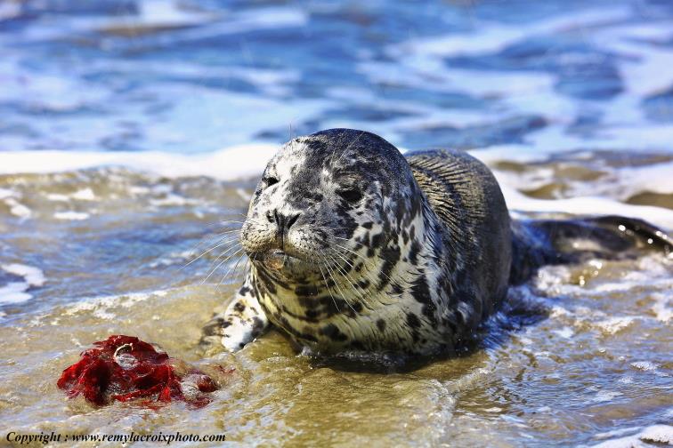 B�b� phoque commun Dungeness Wildlife Refuge Washington USA www.remylacroixphoto.com