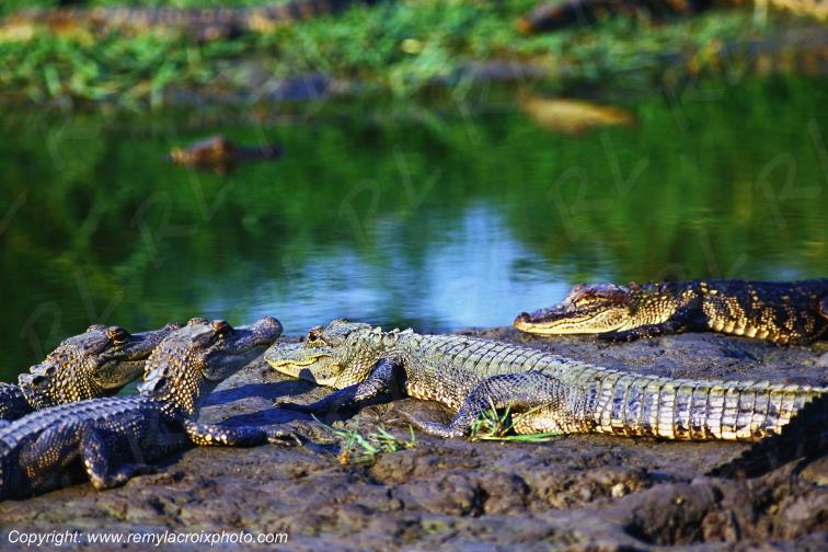 Alligators bayou Sabine National Wildlife Refuge Lousiane USA www.remylacroixphoto.com
