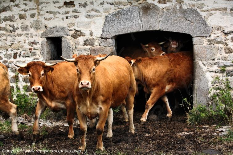 Vaches limousines Creuse Limousin Nouvelle Aquitaine France www.remylacroixphoto.com