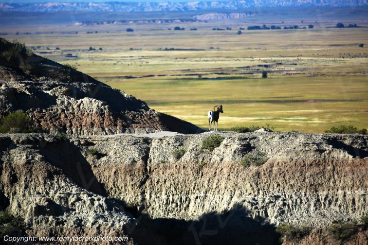 Mountain Goats Badlands National Park South Dakota USA