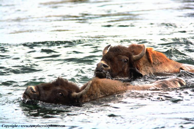 Bison d'Am�rique american buffalo Yellowstone River www.remylacroixphoto.com
