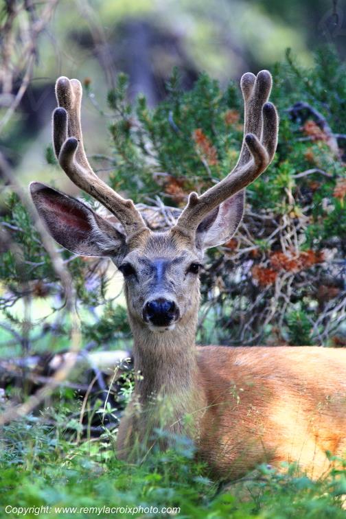 Cerf mulet Mule Deer Yellowstone National Park Wyoming USA www.remylacroixphoto.com