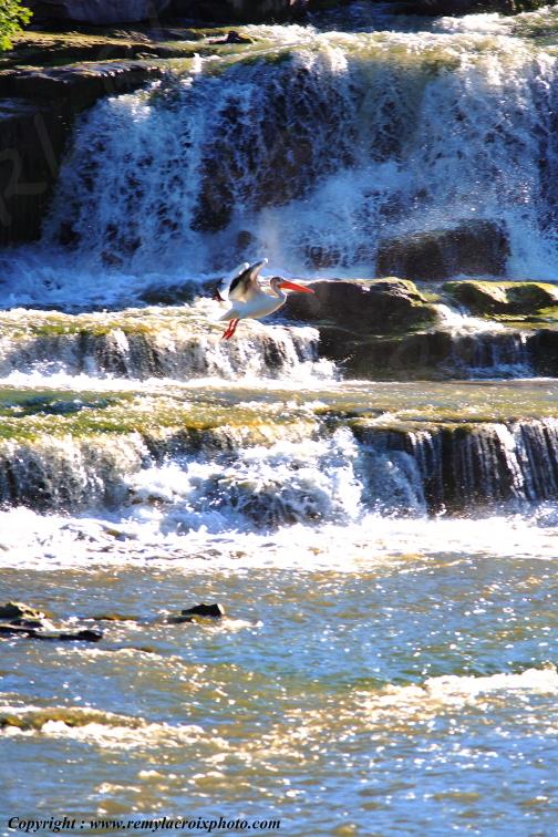American White Pelican Blanc d'Am�rique Great Falls Montana USA www.remylacroixphoto.com