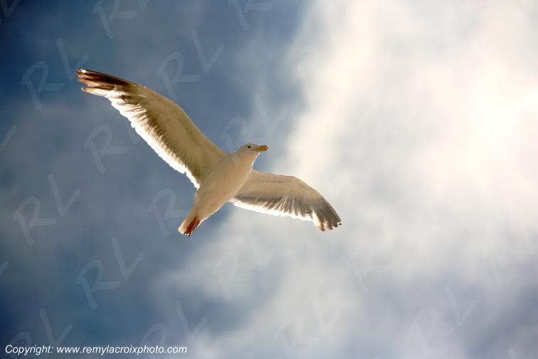 Go�land Cannon Beach Oregon USA