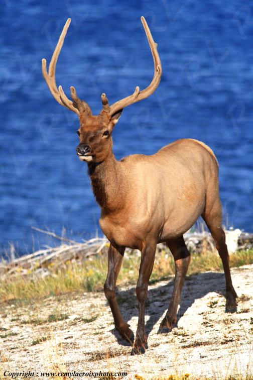 Wapiti Yellowstone Lake Yellowstone National Park Wyoming USA www.remylacroixphoto.com