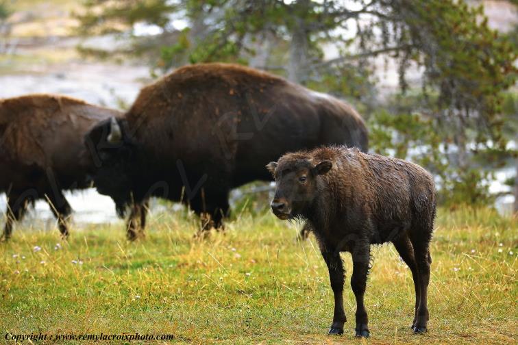 Bisons d'Am�rique american buffaloes Yellowstone National Park Wyoming USA www.remylacroixphoto.com