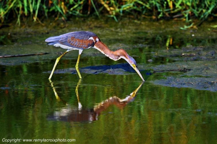 H�ron pourpr� bayou Sabine National Wildlife Refuge Lousiane USA www.remylacroixphoto.com