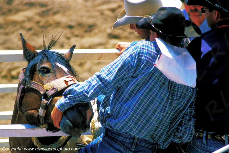 Rodeo Cheyenne Frontier Days Wyoming USA