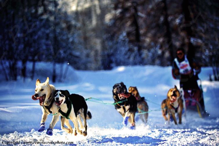 Attelage de chiens de traineau Sled dogs team Serre Chevalier Hautes-Alpes France French Alps www.remylacroixphoto.com