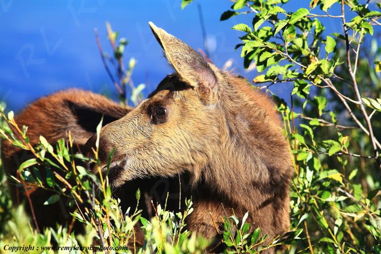 Elan Moose Orignal Grand Teton National Park Wyoming www.remylacroixphoto.com