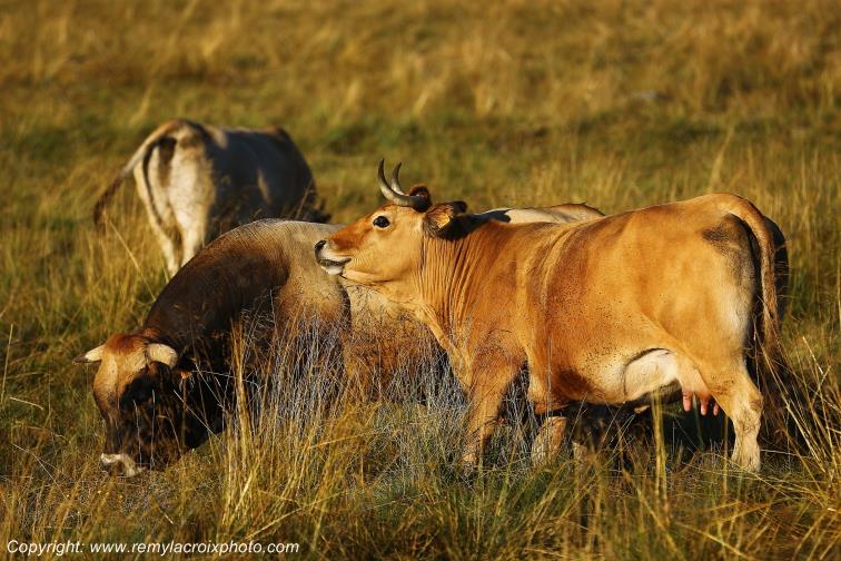 Rieutort d'Aubrac Vaches Aubrac Loz�re Languedoc-Roussillon Occitanie France www.remylacroixphoto.com
