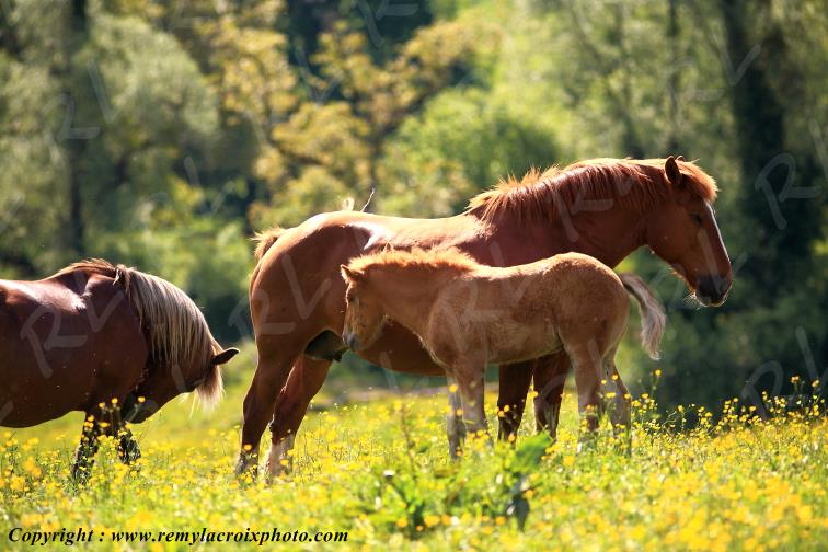 Chevaux Montagne Bourbonnaise Allier Auvergne France www.remylacroixphoto.com