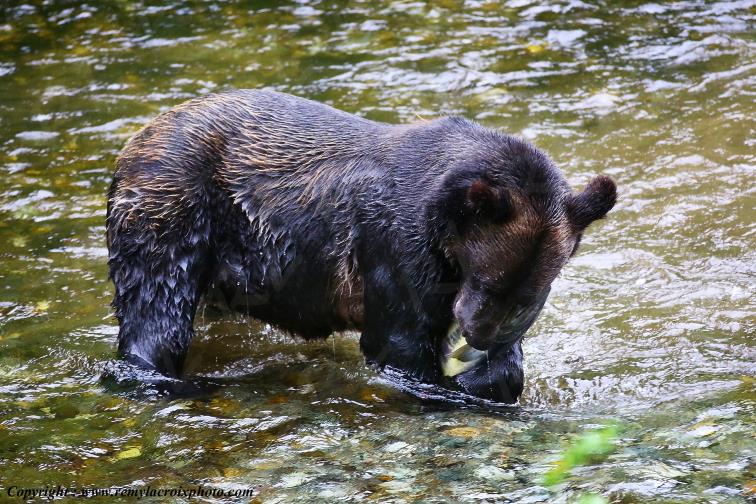 Grizzly Bear Ours Brun Fish Creek Alaska USA www.remylacroixphoto.com