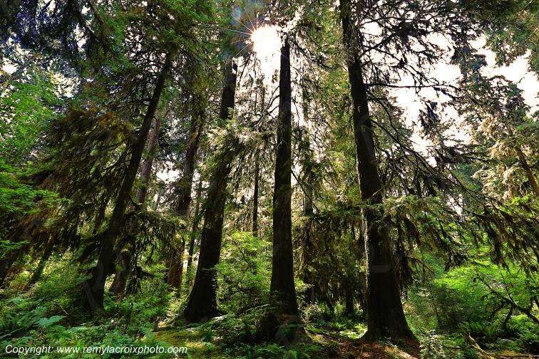 Hoh Rain Forest Olympic National Park Washington USA www.remylacroixphoto.com