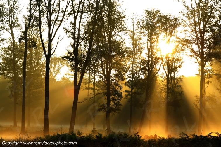 Tron�ais For�t Vitray Allier Auvergne France