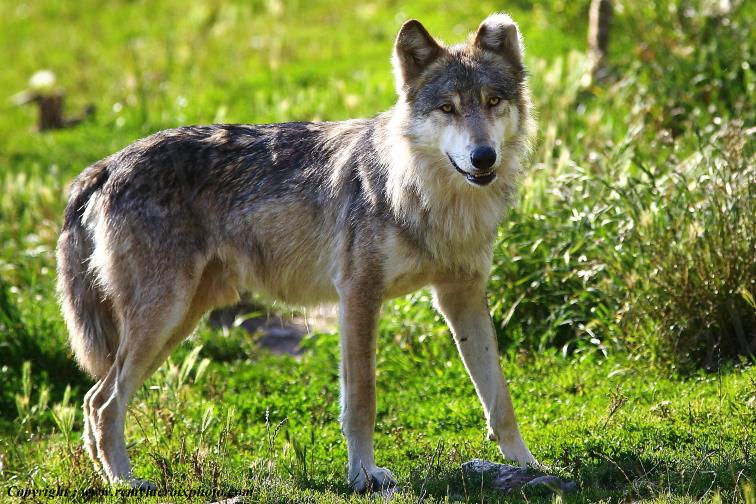 Loups du G�vaudan Loz�re Occitanie France www.remylacroixphoto.com