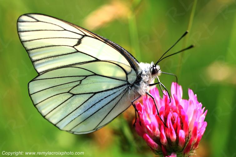 Papillon Gaz� Aporia Crataegi butinant une fleur insectes Brenne Indre Berry Val de Loire www.remylacroixphoto.com