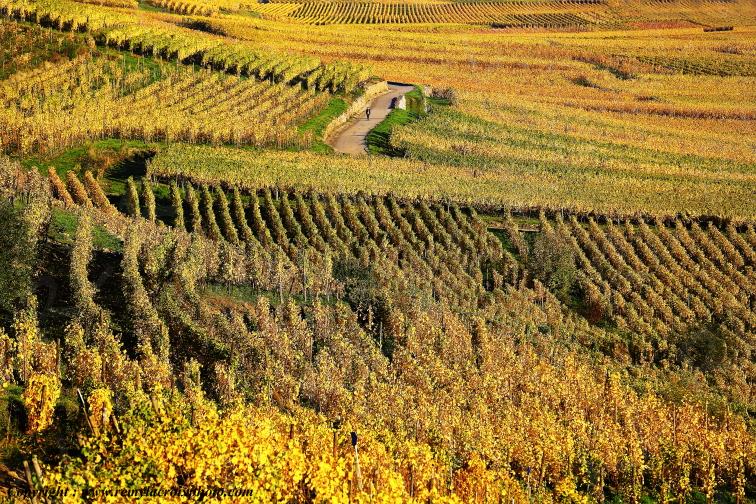 Kaysersberg vignoble Haut-Rhin Alsace France www.remylacroixphoto.com