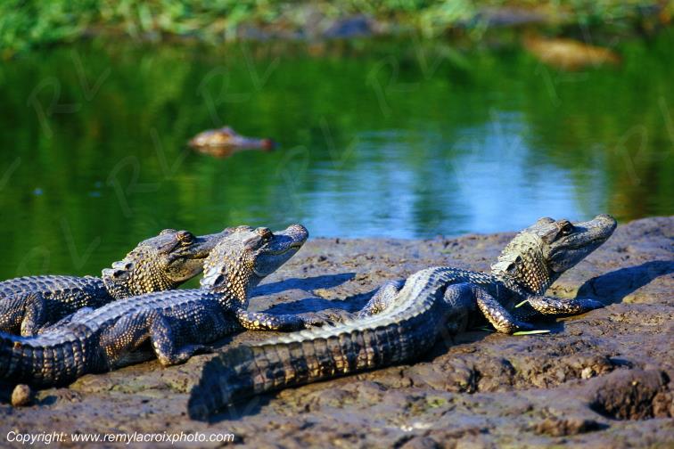 Alligators bayou Sabine National Wildlife Refuge Lousiane USA www.remylacroixphoto.com