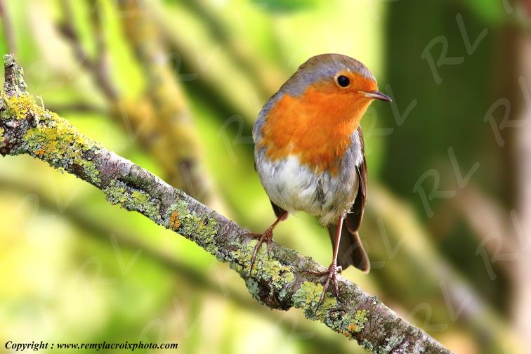 Rouge-gorge red-throated flycatcher Champagne Berrichonne Cher France www.remylacroixphoto.com