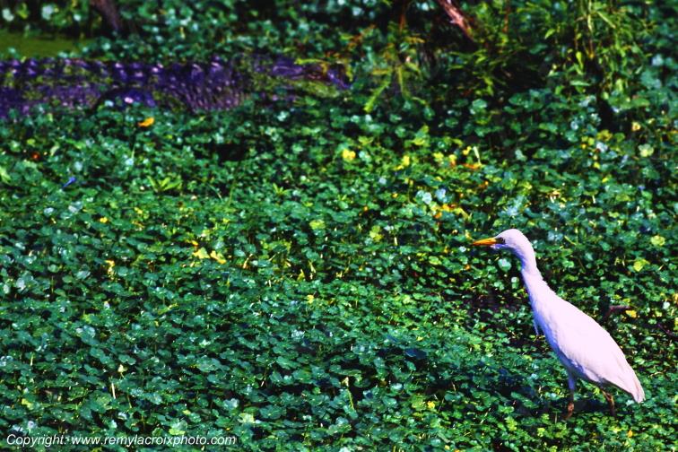 H�ron garde-boeufs alligator Martin Lake bayou Lousiane USA www.remylacroixphoto.com