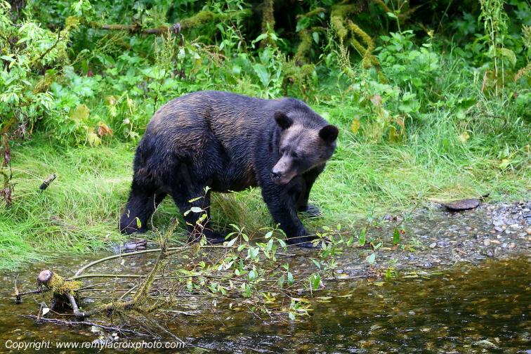 Grizzly Bear Ours Brun Fish Creek Alaska USA www.remylacroixphoto.com