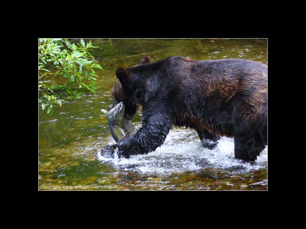 Lewis & Clark Expedition Corps of Discovery 1804-1806 Grizzly Bear catching Salmon