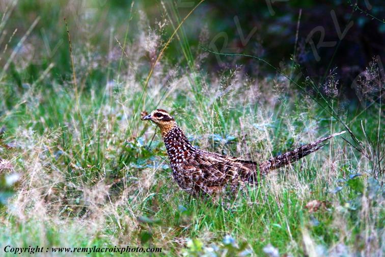 Coq de bruy�re for�t de Tron�ais Allier Auvergne France