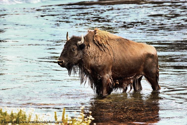 Bison d'Am�rique american buffalo Yellowstone River www.remylacroixphoto.com