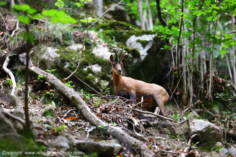 Isard Canigou Pyr�n�es Orientales Occitanie Languedoc Roussillon France www.remylacroixphoto.com