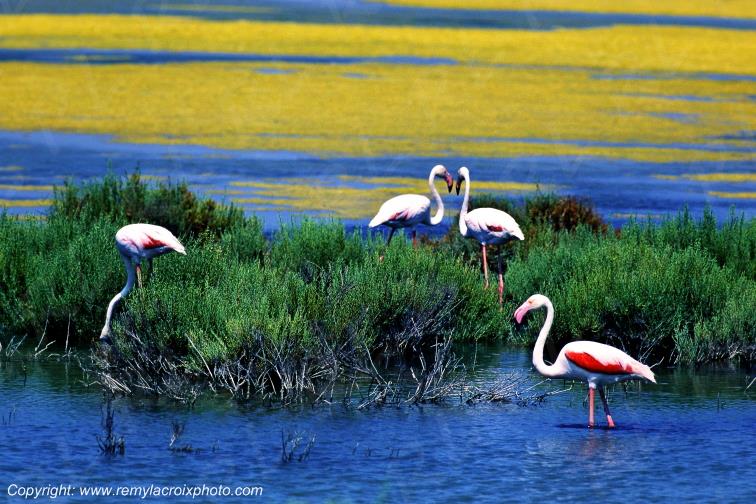 Flamants-roses Camargue Bouches-du-Rh�ne France www.remylacroixphoto.com