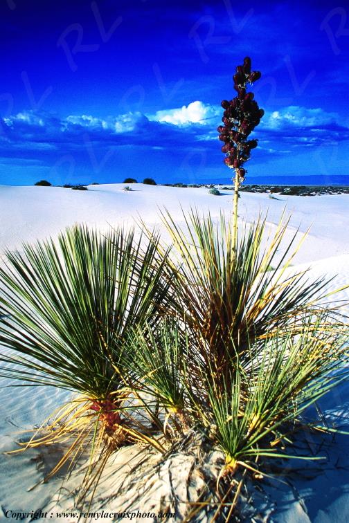White Sands National Monument New-Mexico USA www.remylacroixphoto.com