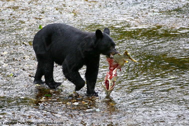 Ours Noir Black Bear Fish Creek Alaska USA www.remylacroixphoto.com