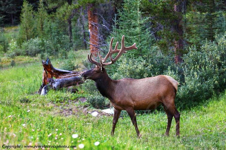 Cerf de Virginie Banff National Park Alberta Canada