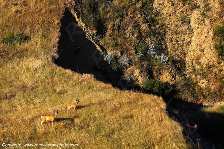 Mule Deers Badlands National Park South Dakota USA